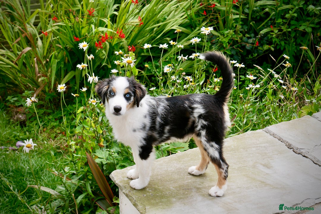 Miniature American Shepherd dogs for sale: Miniature American Shepherd - Image 6
