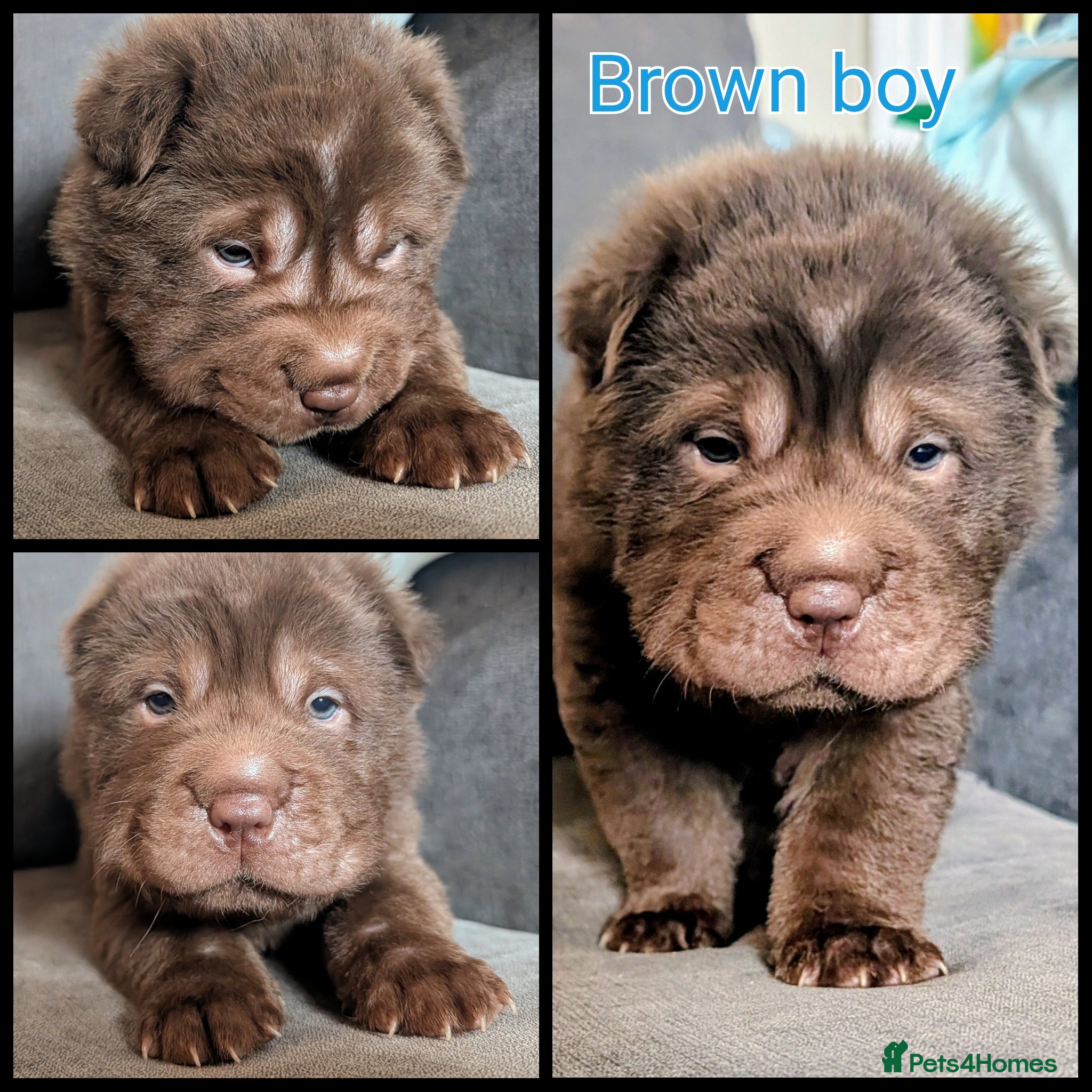 Shar Pei dogs Only 2 chocolate shar pei puppies available  - Advert 1