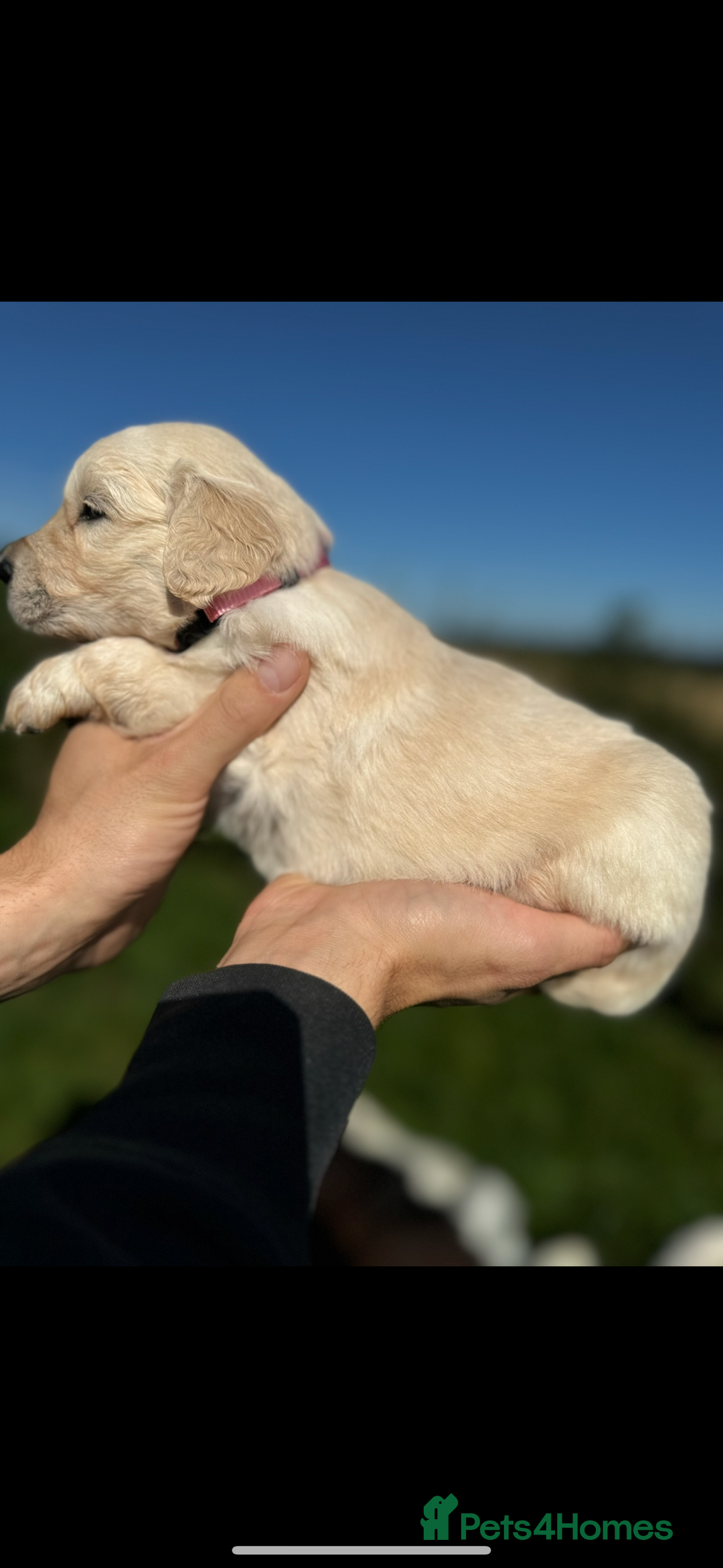Golden Retriever dogs for sale: ⭐️ health tested kc reg puppies ⭐️ - Advert 8