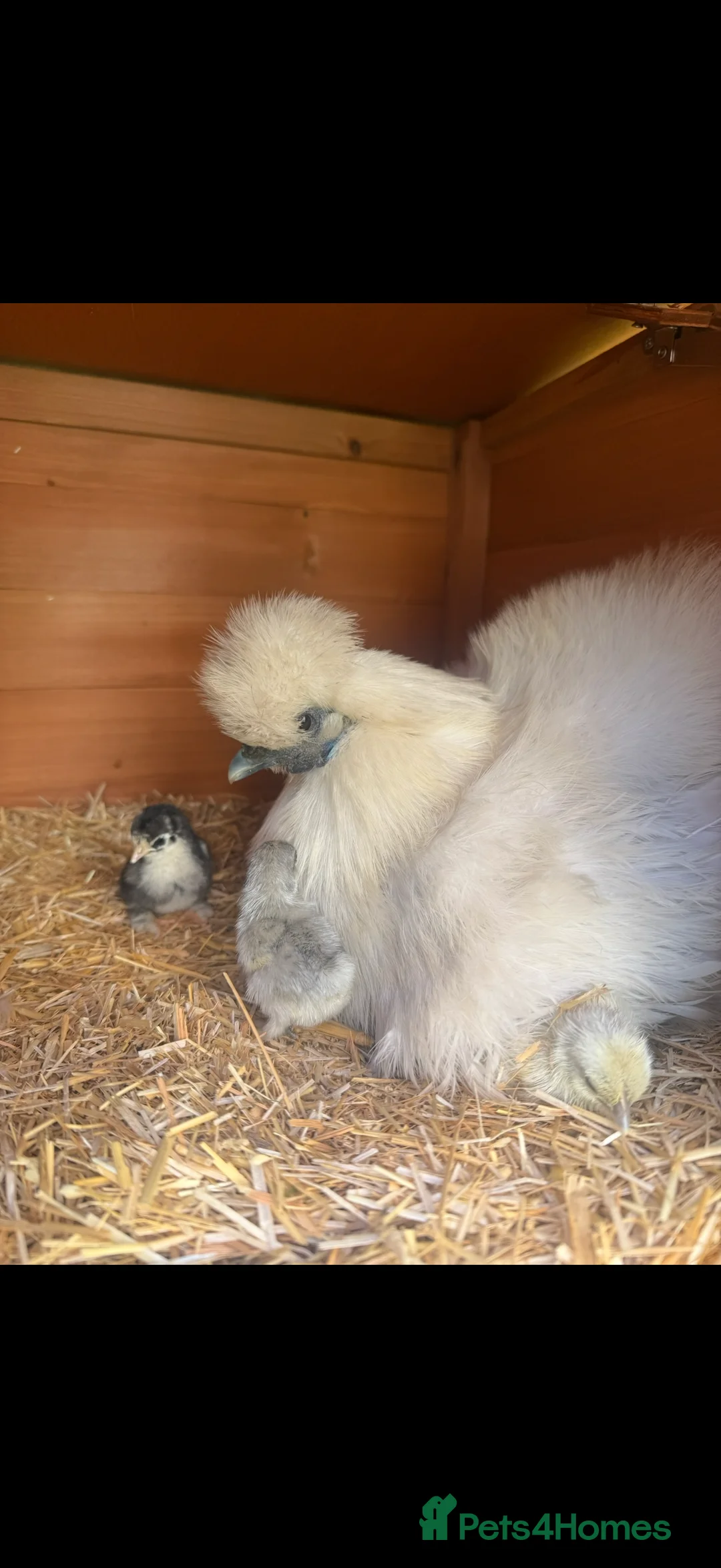 Chickens poultry for sale: Pekin bantam lavender  - Advert 17