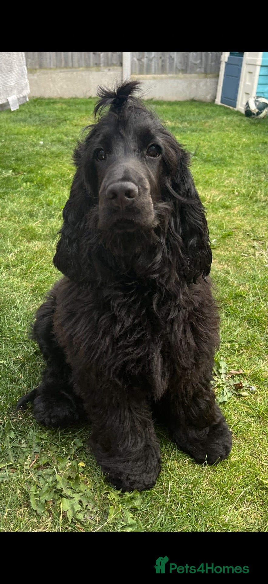 Cocker Spaniel dogs for sale: Springer spaniel  - Advert 1