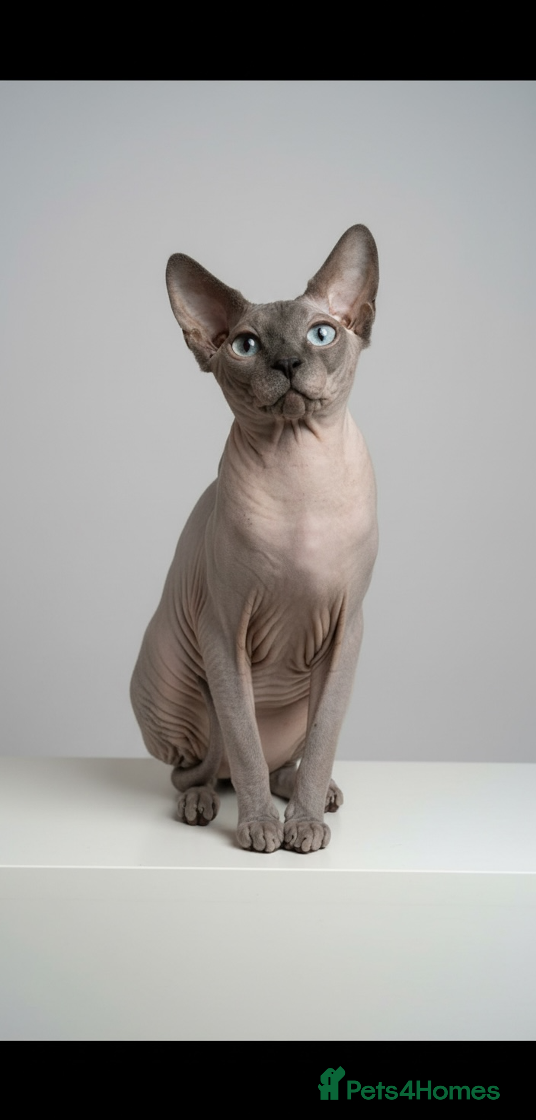 Sphynx cats for stud: Sphynx stud TICA Active in Thornton-Cleveleys - Advert 2