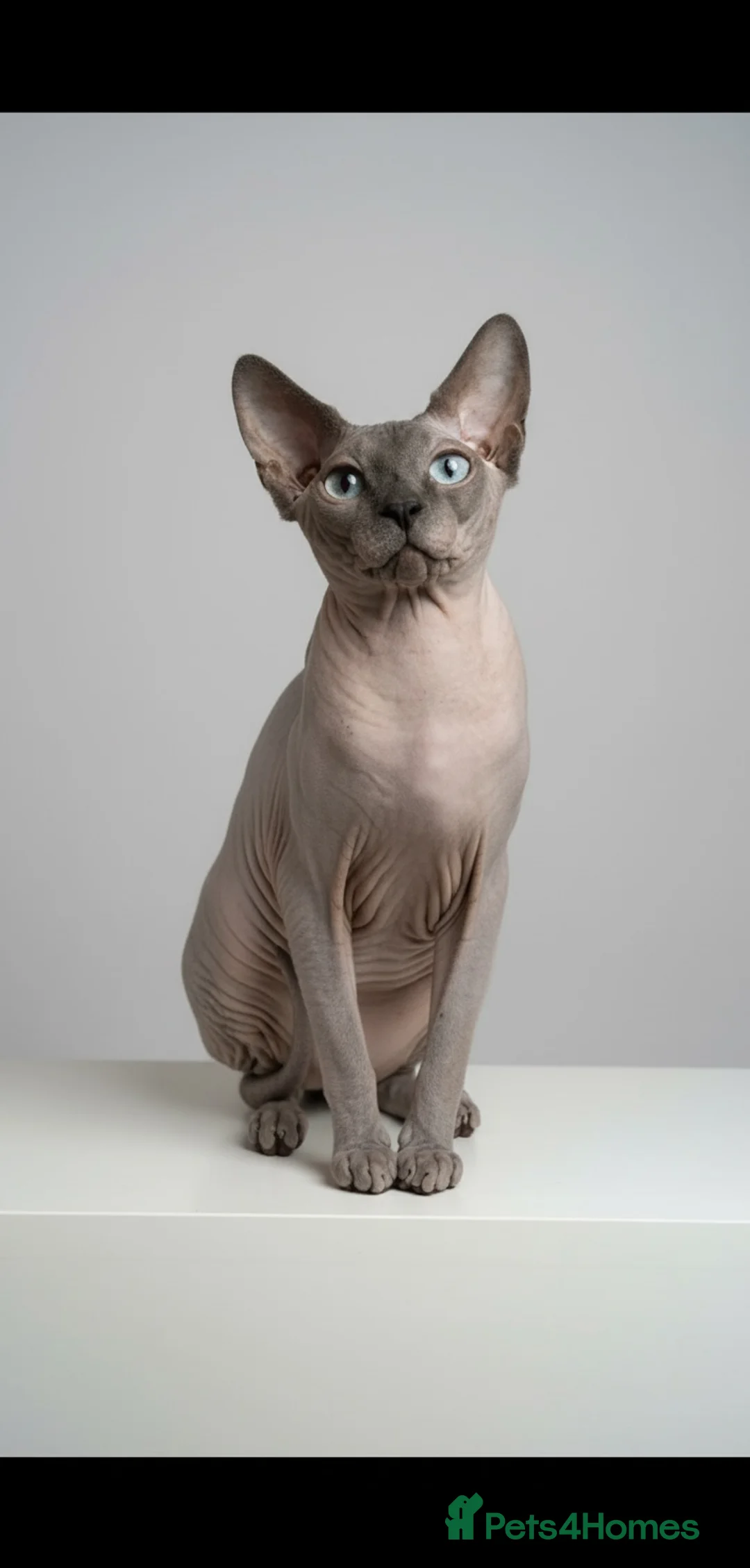 Sphynx cats for stud: Sphynx stud TICA Active in Thornton-Cleveleys - Advert 2