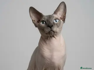 Sphynx cats TICA Active - European Champion Bloodlines - Advert 2