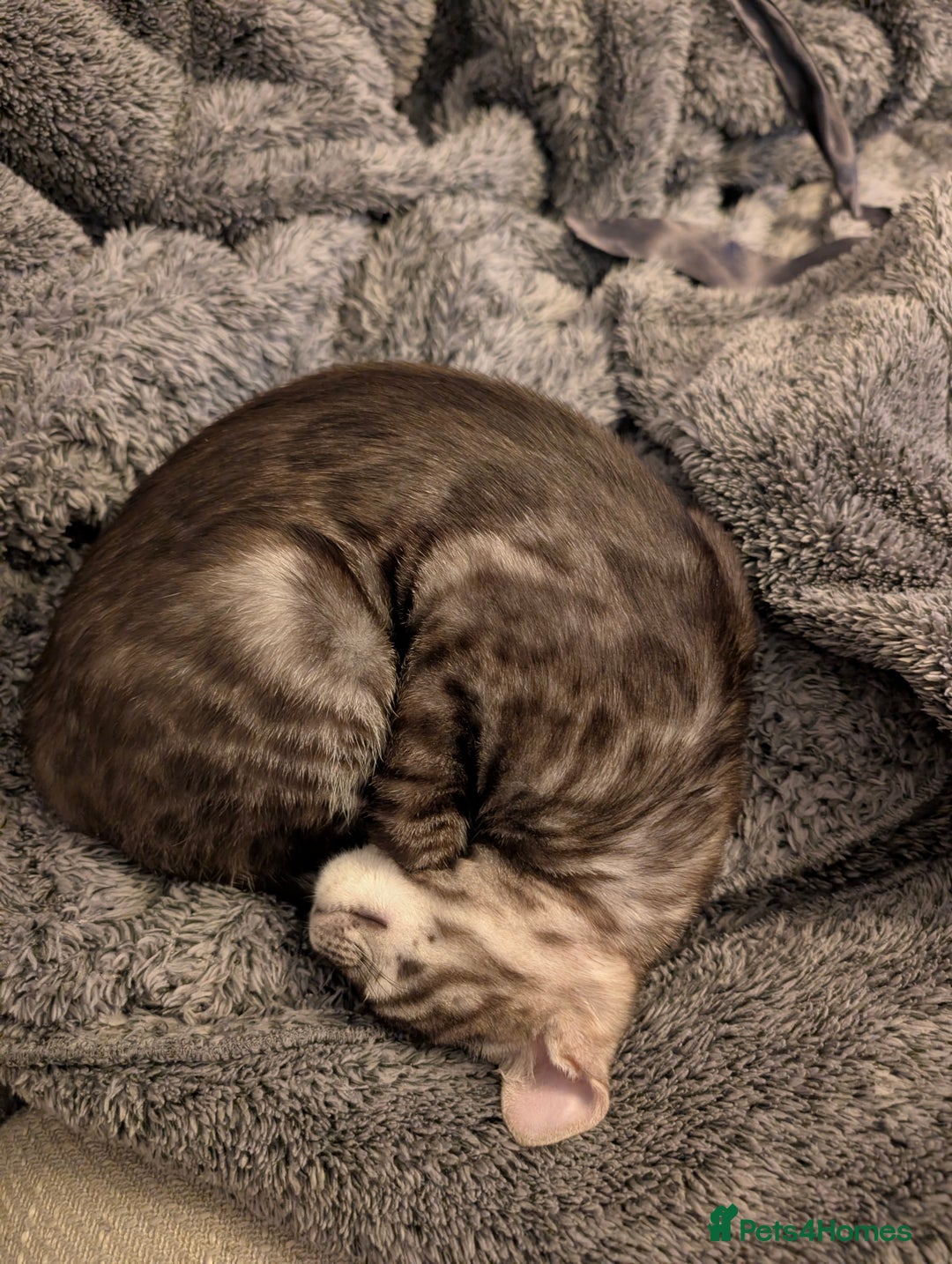 Bengal cats for sale: 2x Silver bengal for sale - male - Advert 6