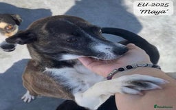Mixed Breed dogs for adoption: Maya, 1 yr old approx, Available for adoption. - Image 2