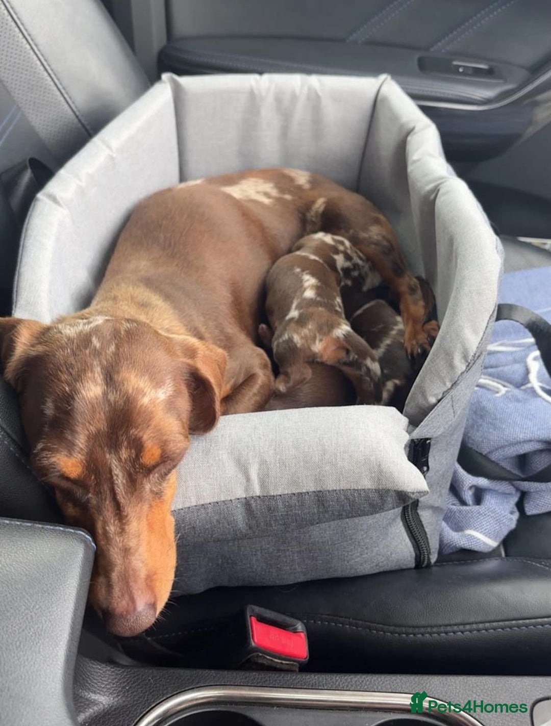 Miniature Dachshund dogs for sale: Amazing chocolate mini dapples for sale - Advert 6