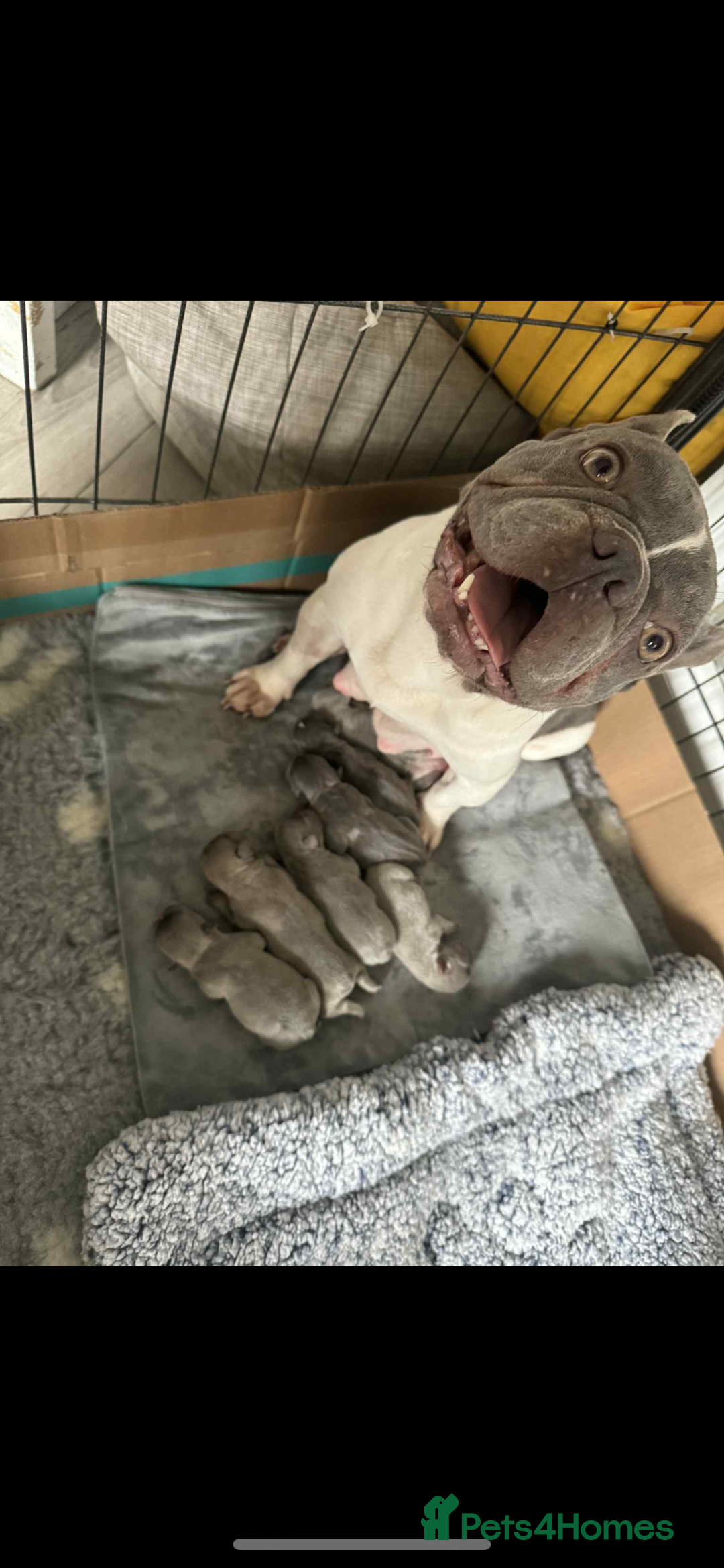 French Bulldog dogs for sale: French bulldog pups Ready & Reduced‼️ - Advert 4