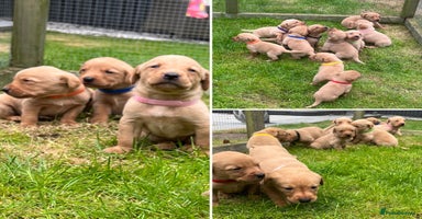 Labrador Retriever dogs - Advert 12