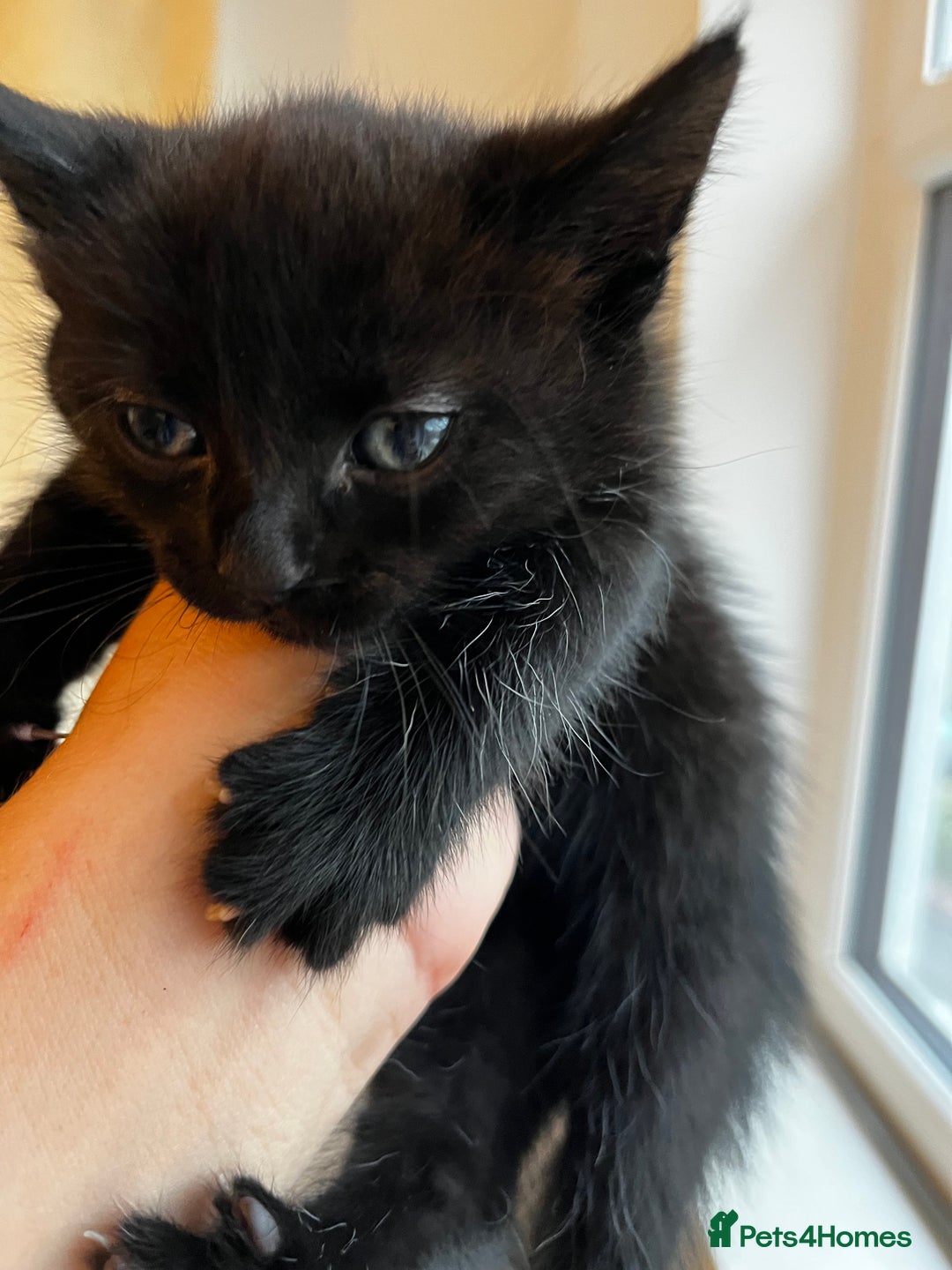 Domestic Shorthair cats for sale: Super cute kittens!  - Image 4
