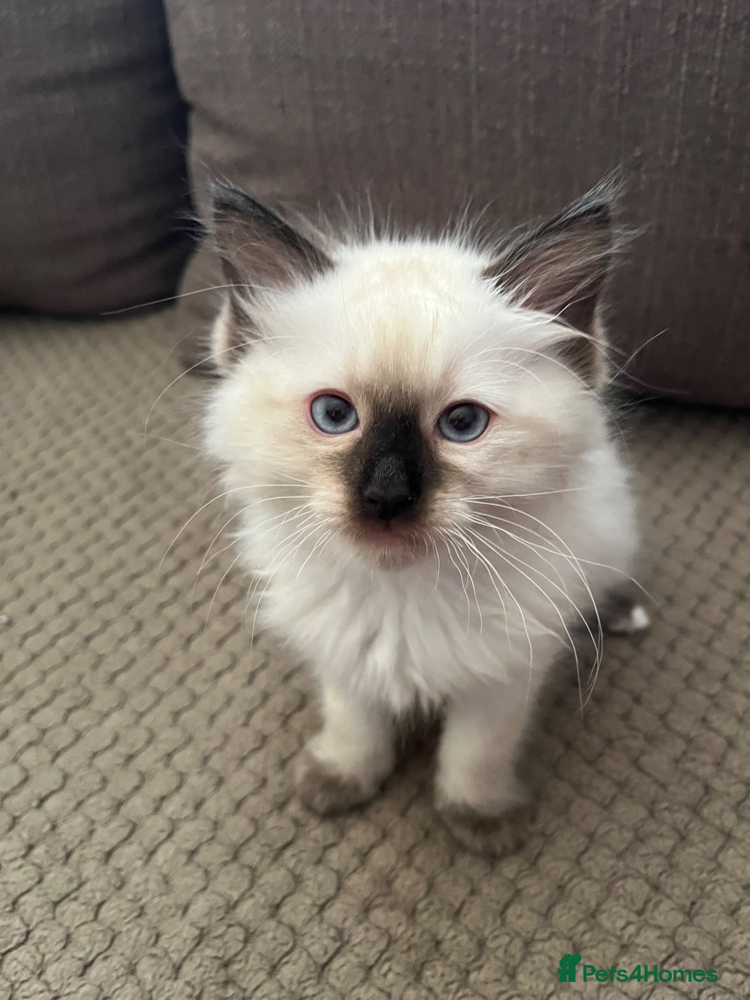 Ragdoll cats Beautiful seal point ragdoll - Advert 7
