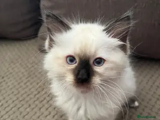 Ragdoll cats Beautiful seal point ragdoll - Advert 2