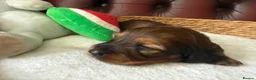 Miniature Dachshund dogs for sale: Show type mini longhair Boy from Crufts finalist  - Advert 18