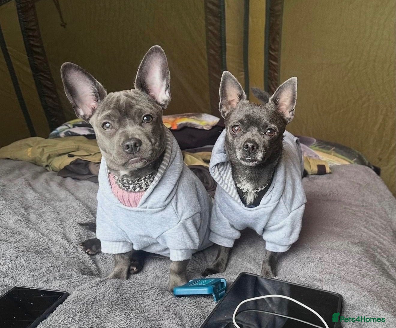 Mixed Breed dogs Bullhuahua (French Bulldog × Chihuahua) Puppies - Advert 4