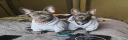 Mixed Breed dogs for sale: Bullhuahua (French Bulldog × Chihuahua) Puppies - Advert 1