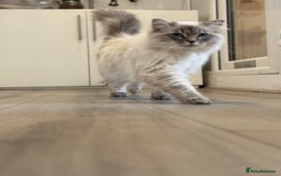 Ragdoll cats for sale: OUTSTANDING Lynx Male Ragdoll GCCF Registered - Image 6