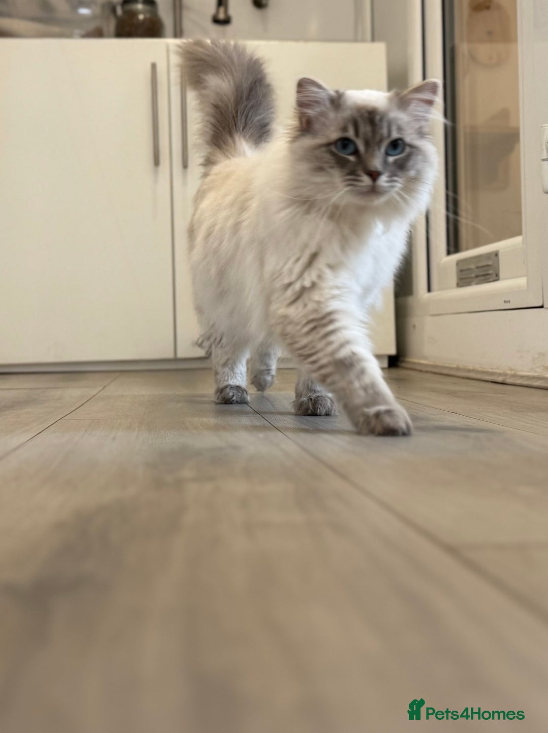 Ragdoll cats for sale: OUTSTANDING Lynx Male Ragdoll GCCF Registered - Image 6