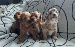 Mixed Breed dogs for sale: Beautiful westipoo - Image 10