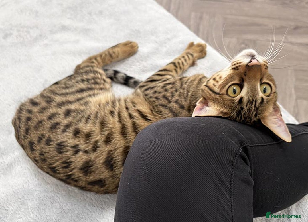 Savannah cats for sale: Three beautiful F5 SBT Savannah sisters - Advert 24