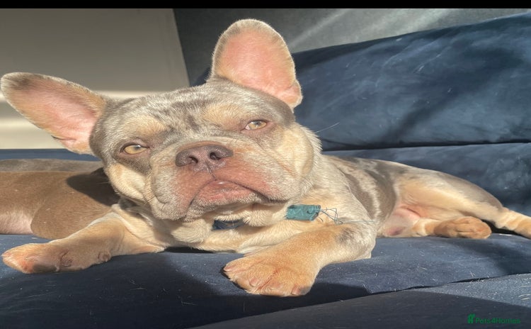 French Bulldog dogs Lilac Merle frenchie  - Advert 7