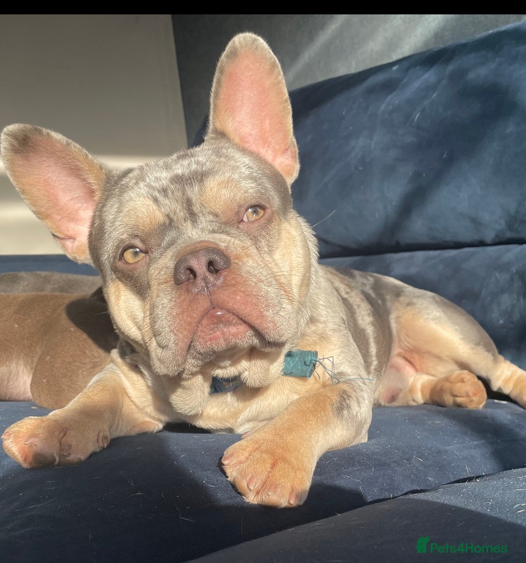 French Bulldog dogs for stud: Lilac Merle frenchie  - Advert 1