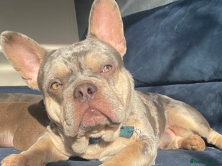 French Bulldog dogs Lilac Merle frenchie - Advert 19