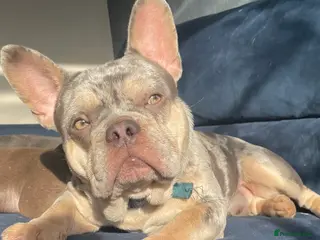 French Bulldog dogs Lilac Merle frenchie - Advert 6