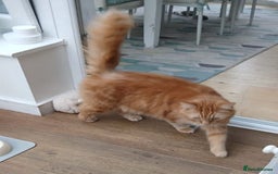 Mixed Breed cats for adoption: BEANS - Advert 5