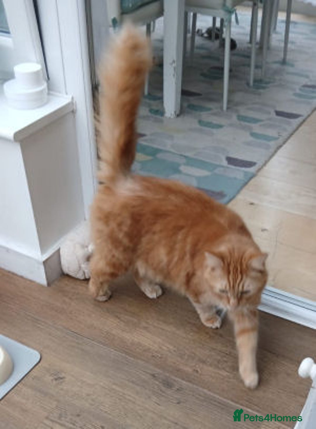 Mixed Breed cats for adoption: BEANS - Advert 5