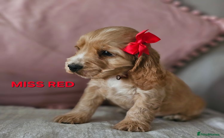 Cocker Spaniel dogs Stunning! Golden Kc Show Type Cocker Spaniels. - Advert 8