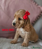 Cocker Spaniel dogs Stunning! Golden Kc Show Type Cocker Spaniels. - Advert 2
