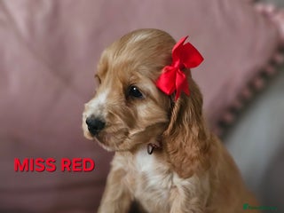 Cocker Spaniel dogs Stunning! Golden Kc Show Type Cocker Spaniels. - Advert 8