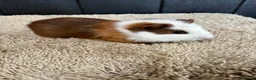 Guinea Pig rodents for sale: Stunning baby guinea pigs  - Advert 19