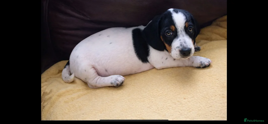 Dachshund dogs for sale: Lovely white dachshunds in Kensington  - Advert 14