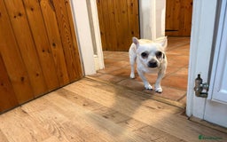Chihuahua dogs for adoption: 🐾  BARRY - Friendly, Energetic Chihuahua Boy - Image 3