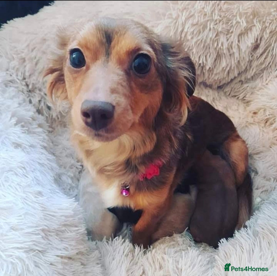 Mixed Breed dogs for sale: Two border terrier mixed pups both male  - Advert 3