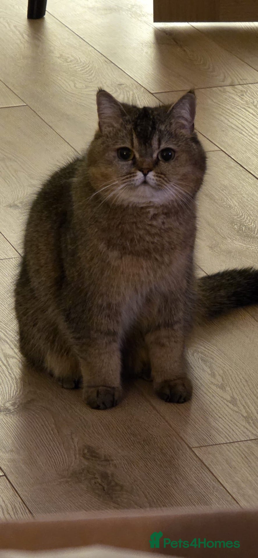 British Shorthair cats Golden British Shorthair for sale - Advert 2