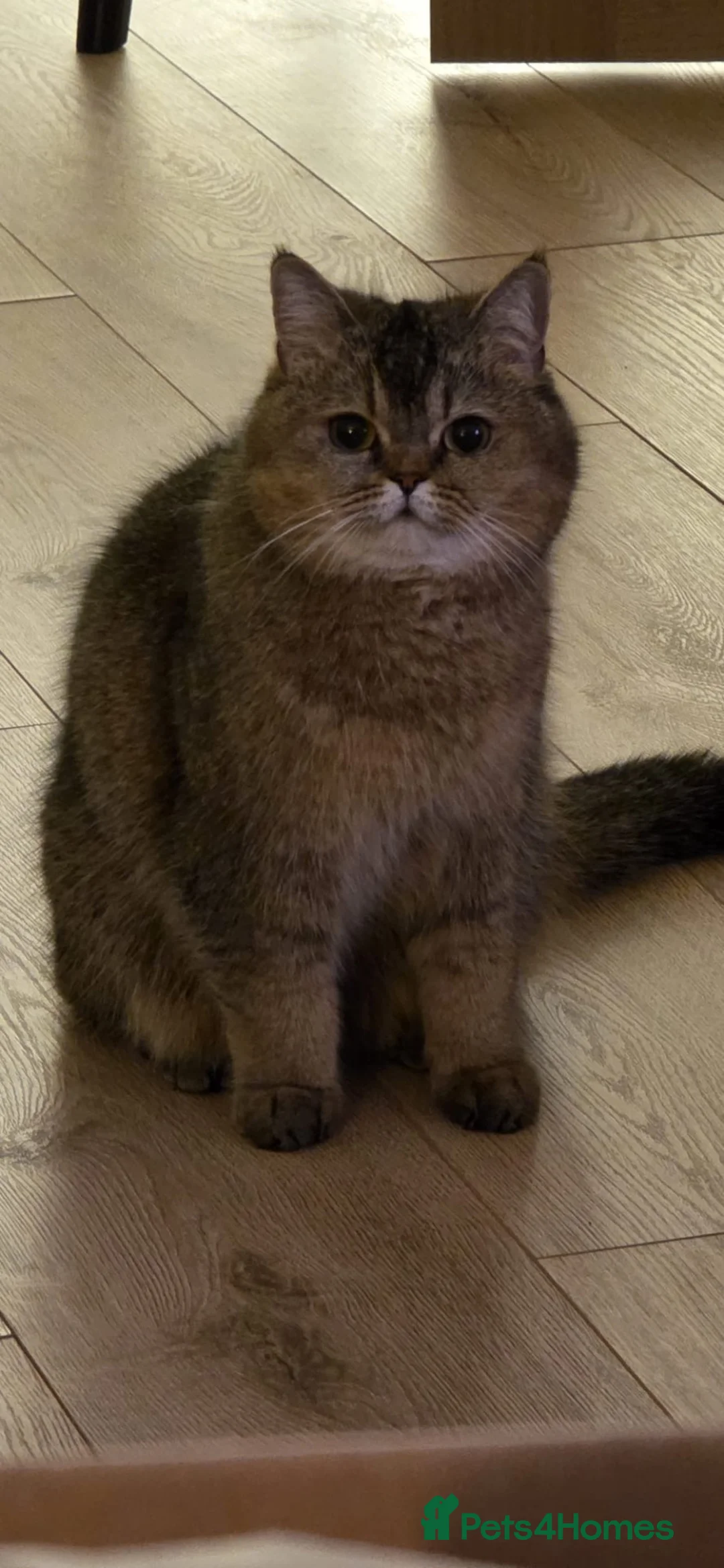 British Shorthair cats for sale: Golden British Shorthair for sale - Advert 2