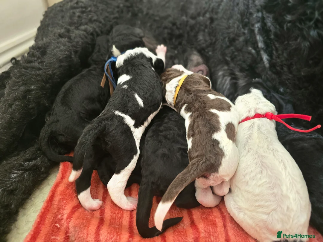 Standard Poodle dogs for stud: KC silver standard poodle for stud !  in Boston - Advert 6