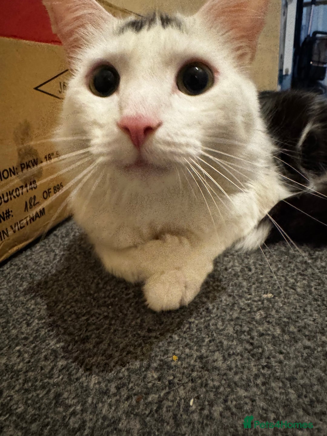 Mixed Breed cats for sale: 2 year old male cat - Image 1