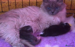 Ragcoon cats for sale: Troublesome two - Image 5