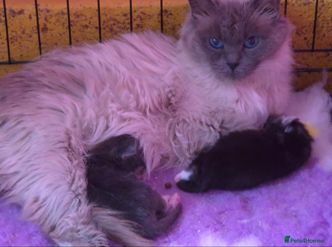 Ragcoon cats for sale: Troublesome two - Image 5
