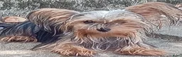 Yorkshire Terrier dogs for sale: Two beautiful yorkies boys  - Advert 3