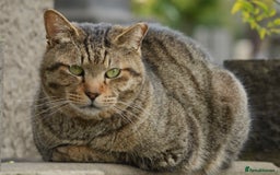British Shorthair cats for sale: Tilly Female British Shorthair Kitten  - Image 2