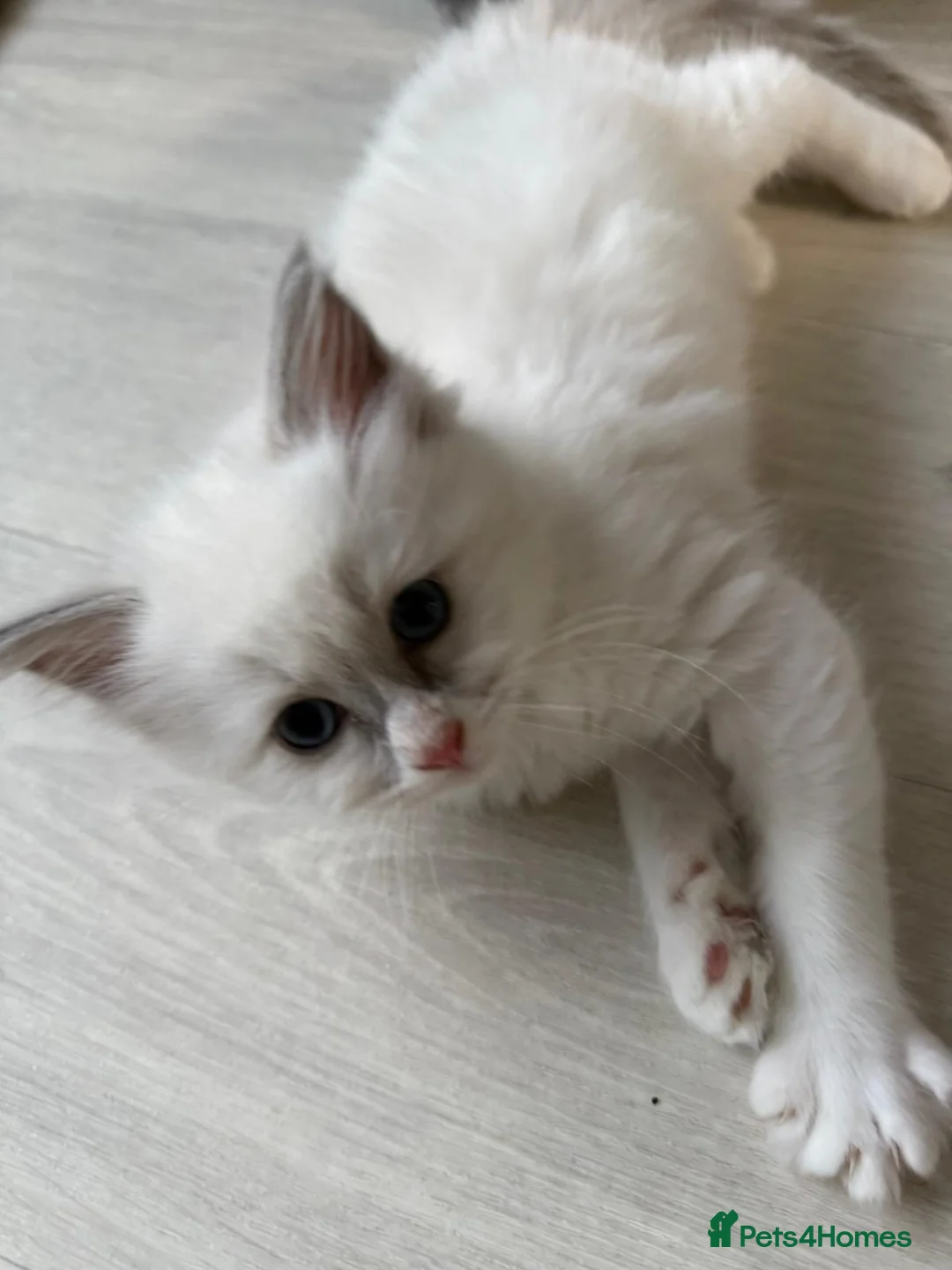 Ragdoll cats for sale: Adorable ragdoll kittens ready now - Advert 2