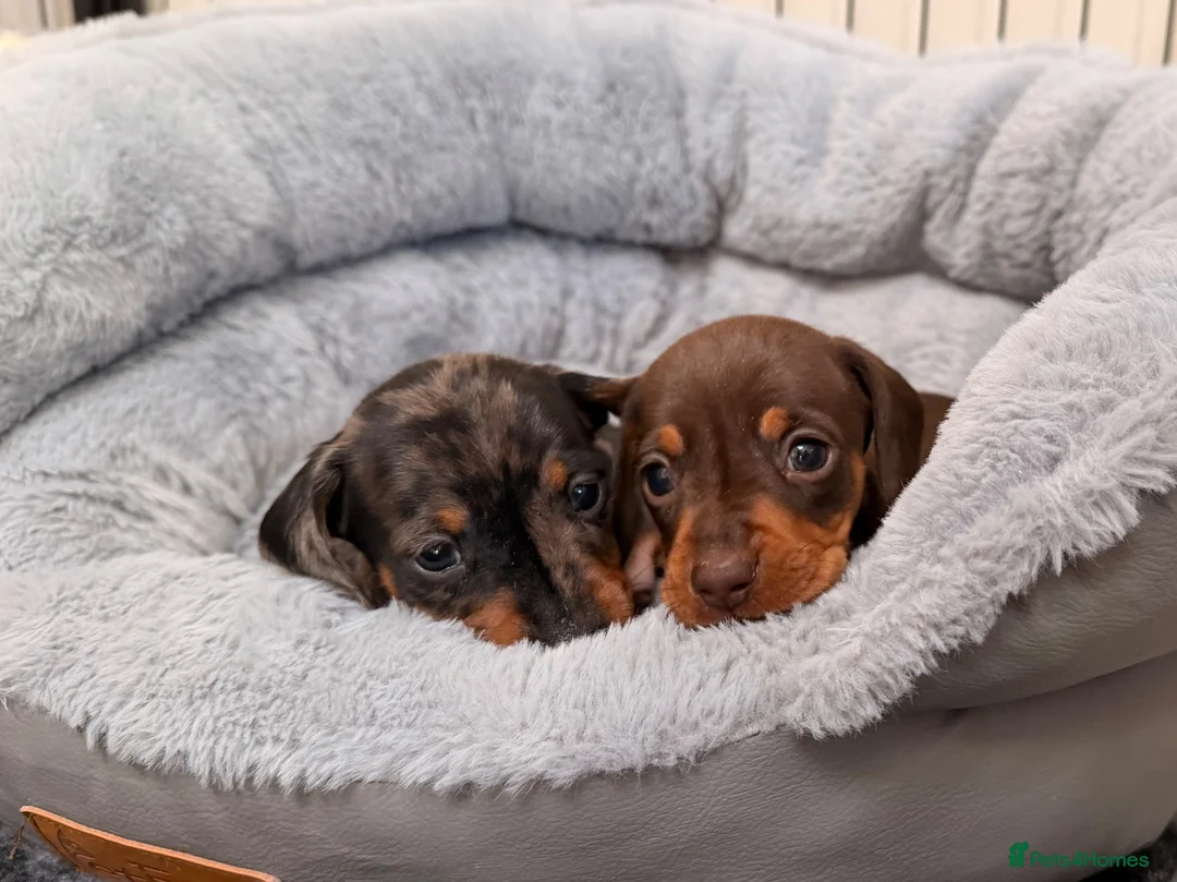 Miniature Dachshund dogs for sale: OUTSTANDING SMOOTH MINIATURE DACHSHUND PUPS  - Advert 2