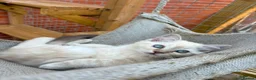Ragdoll cats for sale: Ragdolls Mink Sepia TICA Cherubims Quality  - Advert 23