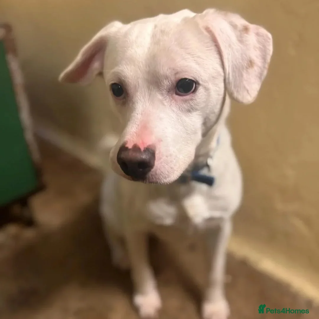 Mixed Breed dogs for adoption: Aspen (white beagle mix) - Advert 5