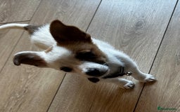 Mixed Breed dogs for sale: Male jack russel cross chihuahua  - Image 2
