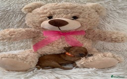 Poochon dogs for sale: Beautiful Poochon Puppies 🐾 - Image 1